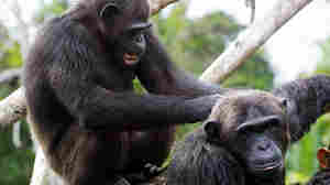 Chimp Empire and the economics of chimpanzees