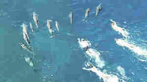 Authorities are investigating 33 swimmers for allegedly harassing dolphins in Hawaii