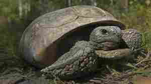 Gopher tortoises in Southern states deserve federal protections, groups say