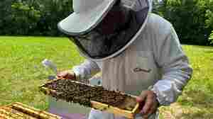 Honeybee deaths rose last year. Here's why farmers would go bust without bees