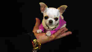 The world's shortest dog is Pearl, a dollar-sized diva who loves dressing up