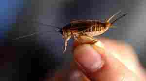 'Are you a model?': Crickets are so hot right now