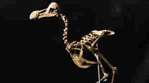 Could de-extincting the dodo help struggling species?