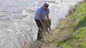 Tourist pleads guilty for handling a Yellowstone bison calf, leading to its death