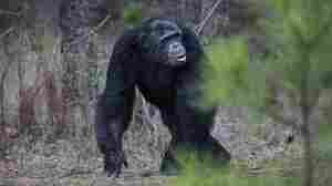 Law requires former research chimps to be retired at a federal sanctuary, court says