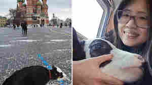 An American walked her pet cow in Moscow's Red Square. Spoiler alert: Trouble ensued