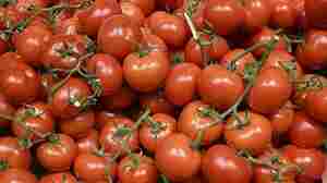 Let them eat... turnips? Tomato shortage in UK has politicians looking for answers