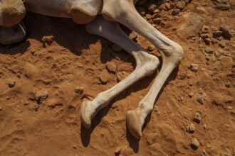 In a Famed Game Park Near the Foot of Mount Kilimanjaro, the Animals Are Giving Up