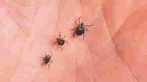 Ticks! Ick! The latest science on the red meat allergy caused by some tick bites