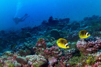 In the Pacific, Some Coral Survived the Last El Nino, Thanks to Ocean Currents