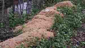 A massive dump of pasta in New Jersey sets off a fury of interest, and also a fury