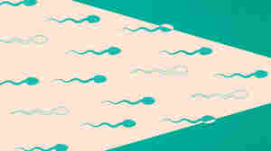 In the hunt for a male contraceptive, scientists look to stop sperm in their tracks