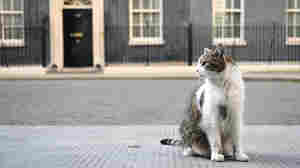 Larry the Cat celebrates 12 years of dutiful service at No. 10 Downing St.