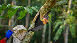 Nipah: Using sticks to find a fatal virus with pandemic potential