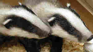 Burrowing badgers have halted some train service in the Netherlands