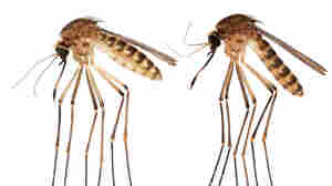 Uh-oh. A new tropical mosquito has come to Florida. The buzz it's creating isn't good