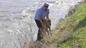 Baby bison euthanized after being handled by a Yellowstone guest, rejected by herd