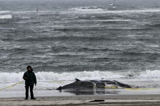 Republicans Propose Nationwide Offshore Wind Ban, Citing Unsubstantiated Links to Whale Deaths