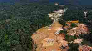 Opinion: The global gold rush puts the Amazon rainforest at greater risk