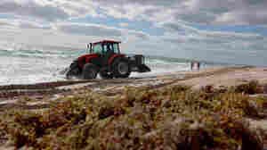 Giant blobs of seaweed are hitting Florida. That's when the real problem begins