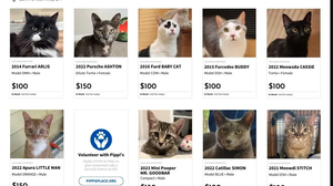 How a cat rescue worker created an internet splash with a 'CatVana' adoption campaign