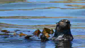 An otter turned outlaw continues to evade wildlife officials in Santa Cruz