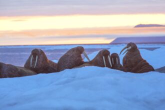 Pacific Walruses Fight to Survive in the Rapidly Warming Arctic