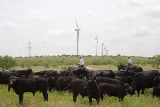 Clean Energy Is Thriving in Texas. So Why Are State Republicans Trying to Stifle It?