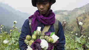 Opium is surging in Myanmar, a top heroin producer, since its military took over