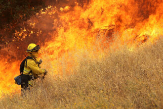 In the US West, Researchers Consider a Four-Legged Tool to Fight Two Foes: Wildfire and Cheatgrass