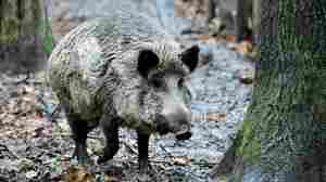 The 'lioness' that sparked a massive search near Berlin may have just been a boar