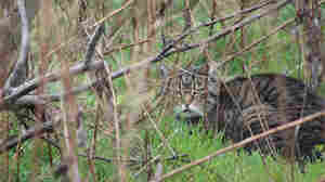 A feral cat-hunting contest for kids in New Zealand is scrapped after a backlash