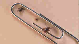 What is Babesiosis? A rare tick-borne disease is on the rise in the Northeast