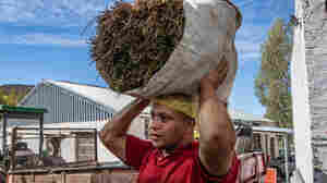 Trendy rooibos tea finally brings revenues to Indigenous South African farmers