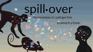 What's a spillover? A spillback? Here are definitions for the vocab of a pandemic