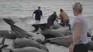 Rescue efforts are underway for dozens of whales beached along an Australia coast