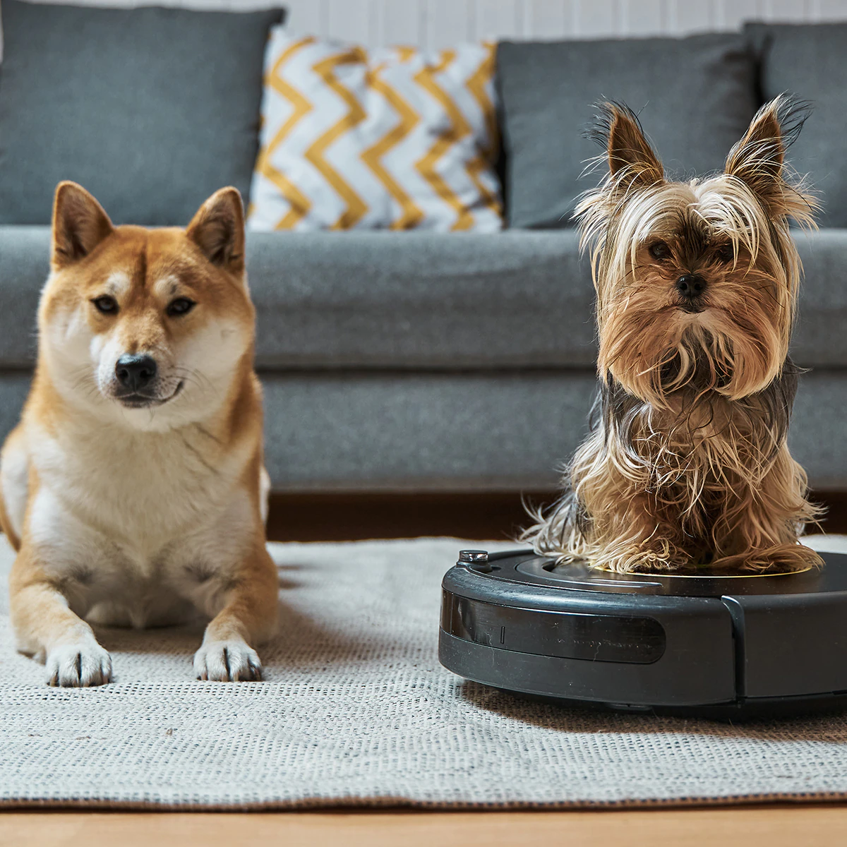 This Pet Stain &amp; Odor Remover is an Amazon Favorite with 74,900+ 5-Star Reviews