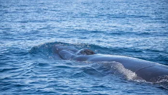 Discovery of whale carcass in Hong Kong sparks outpouring of grief, residents blame sightseers