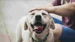 Petting other people's dogs, even briefly, can boost your health