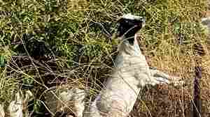 In California, wildfires are prevented by crews of unlikely firefighters: goats