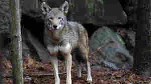 More endangered red wolves will be released in the U.S. under a legal settlement