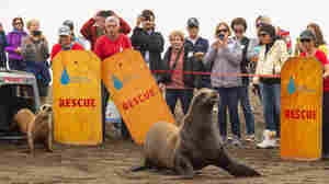 Dozens of sea lions are treated each year at the Marine Mammal Center in California