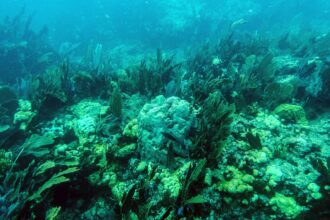 For Florida’s Ailing Corals, No Relief From the Heat