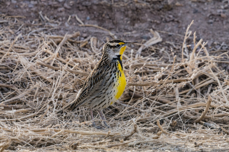 What’s More Harmful to Birds in North Dakota: Oil and Gas Drilling, or Corn and Soybeans?