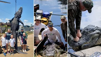 Alligator in Florida weighing 920 pounds could be state's 2nd heaviest: 'Never seen a giant like this'