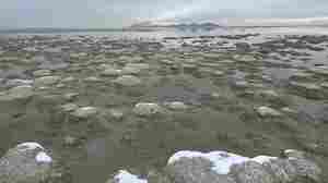 Green groups sue, say farmers are drying up Great Salt Lake