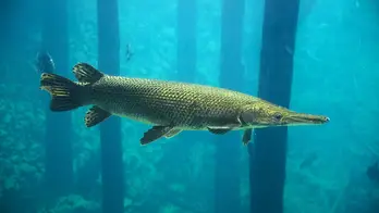 Texas fisherman's alligator gar earns him 'outstanding angler award' from state: 'Amazing catch'