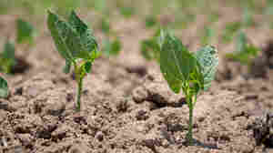 Tiny farms feed Africa. A group that aims to help them wins a $2.5 million prize