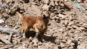 Kilian the sniffer dog searches for survivors after the Morocco quake