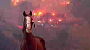 You've likely seen this ranch on-screen — burned by wildfire, it awaits its next act